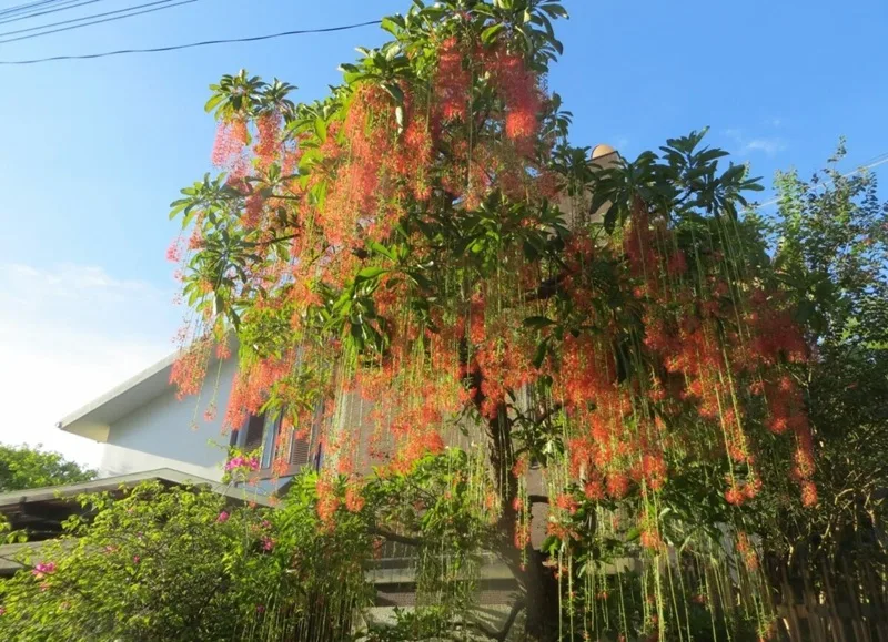 7 loai cay nen trong truoc nha de thu hut tai loc